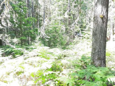 197 Cascade River Road , Marblemount, WA 98267 - Photo 11