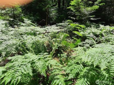 197 Cascade River Road , Marblemount, WA 98267 - Photo 8