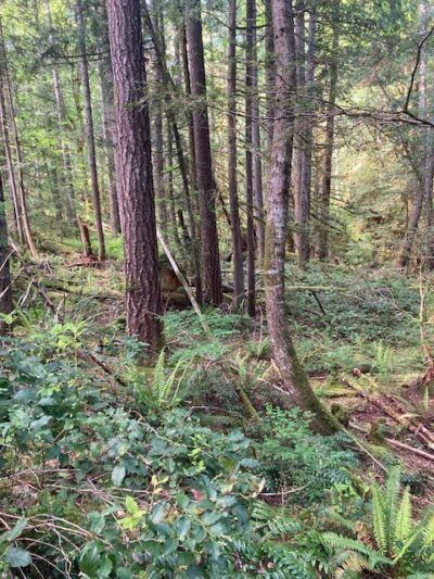 20 N Mt Jupiter Court , Hoodsport, WA 98548 - Photo 12