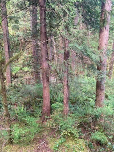 20 N Mt Jupiter Court , Hoodsport, WA 98548 - Photo 13