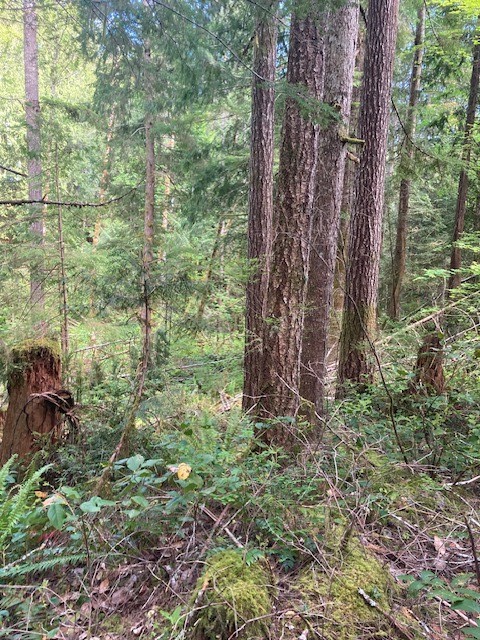 20 N Mt Jupiter Court , Hoodsport, WA 98548