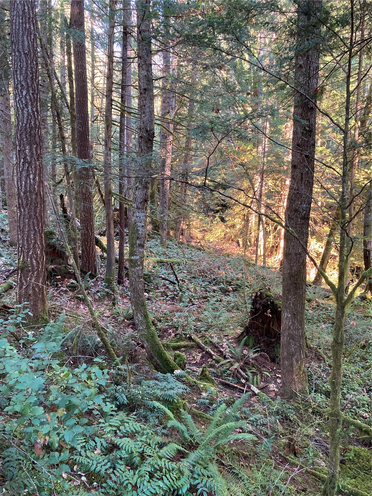 20 N Mt Jupiter Court , Hoodsport, WA 98548