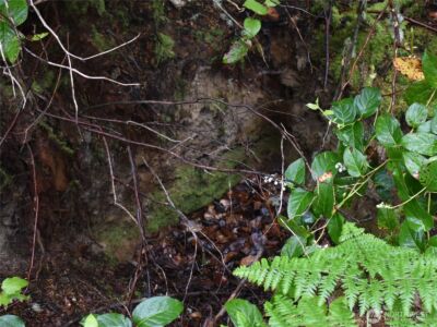 10921 Pioneer Drive , Anderson Island, WA 98303 - Photo 5