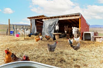 2416 Clerf Road , Ellensburg, WA 98926 - Photo 33