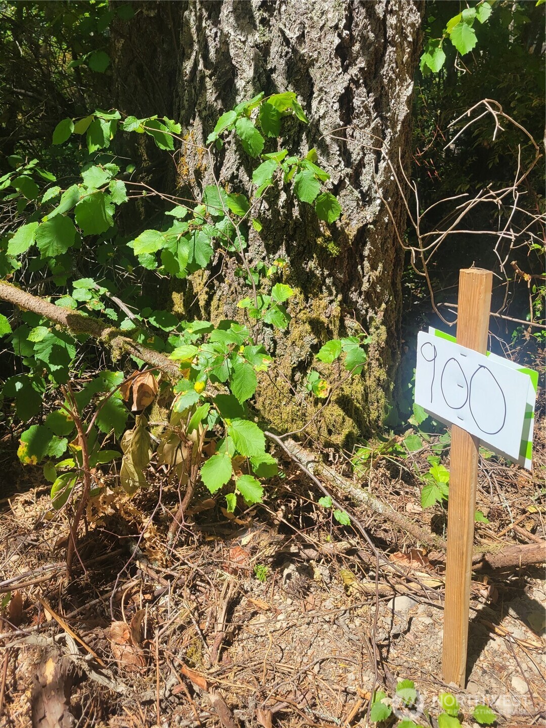 900 E Wilson Way , Grapeview, WA 98546