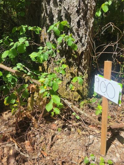 900 E Wilson Way , Grapeview, WA 98546 - Photo 15