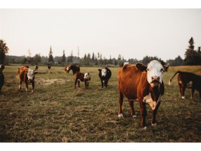 4412 332nd Street E, Eatonville, WA 98328 - Photo 37
