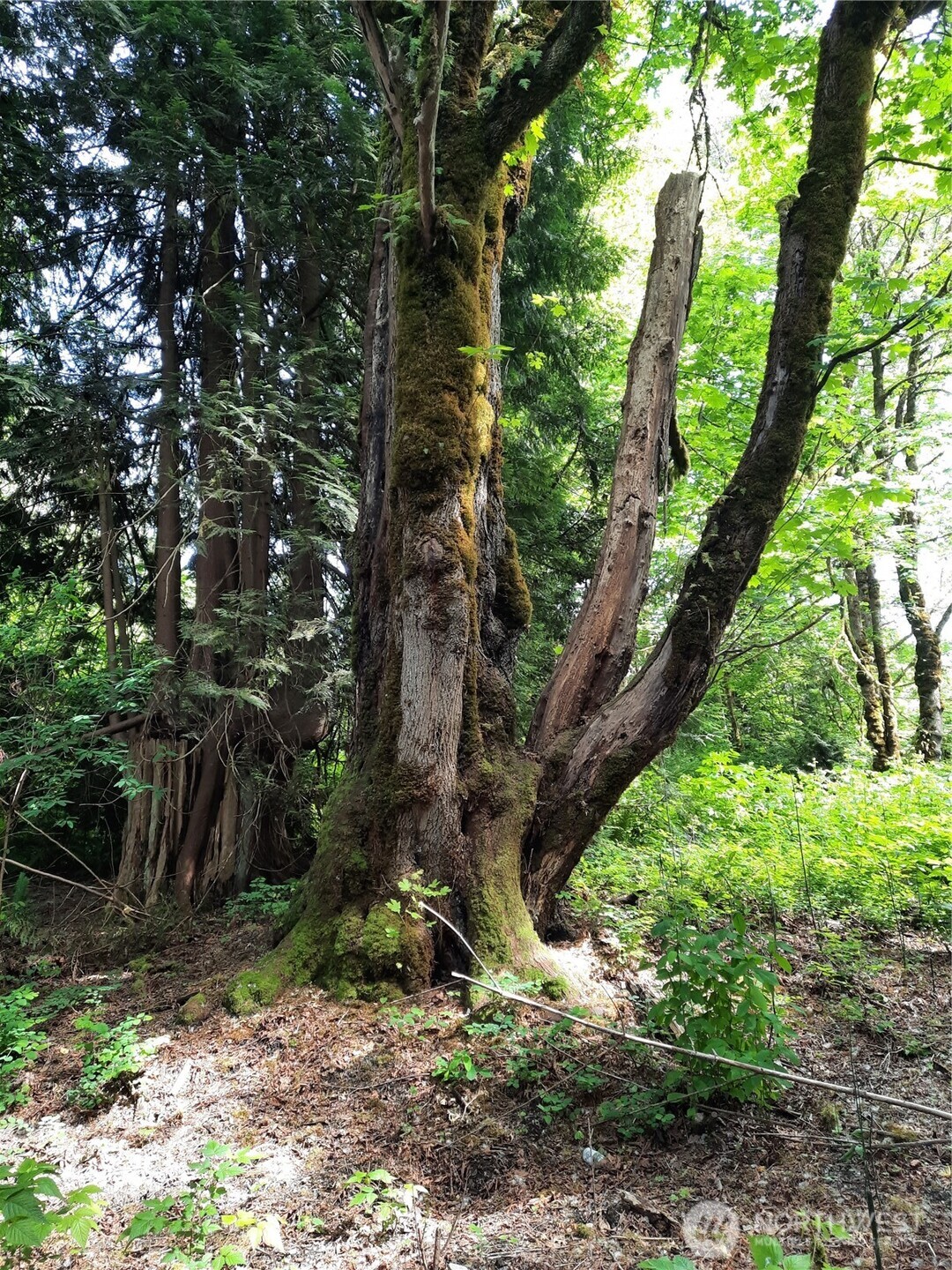 0 Center Street , Concrete, WA 98237