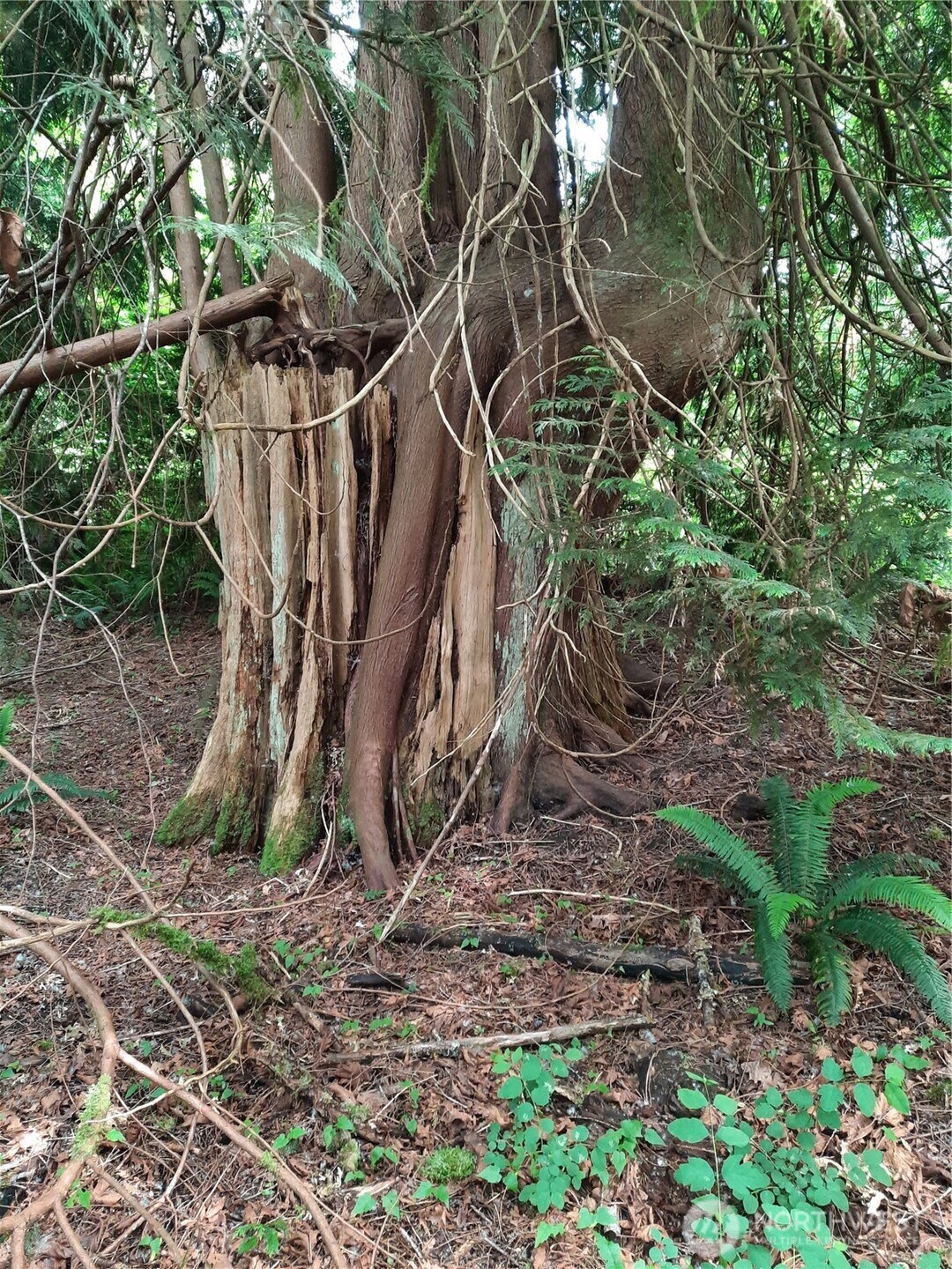 0 Center Street , Concrete, WA 98237