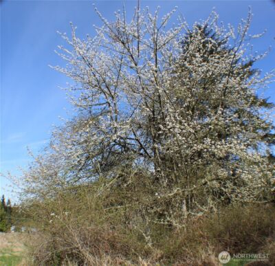 999 Oso Vista Court , Sequim, WA 98382 - Photo 2