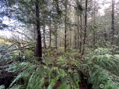 1 xxx Snow Creek Road , Quilcene, WA 98376 - Photo 4