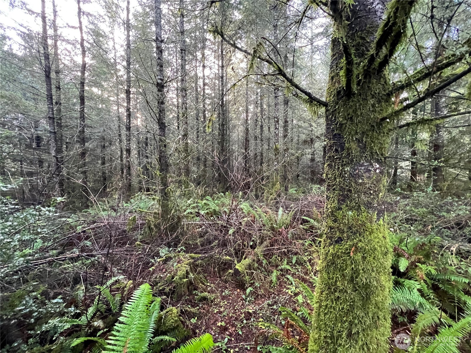 1 xxx Snow Creek Road , Quilcene, WA 98376