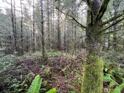 1 xxx Snow Creek Road , Quilcene, WA 98376 - Photo 5