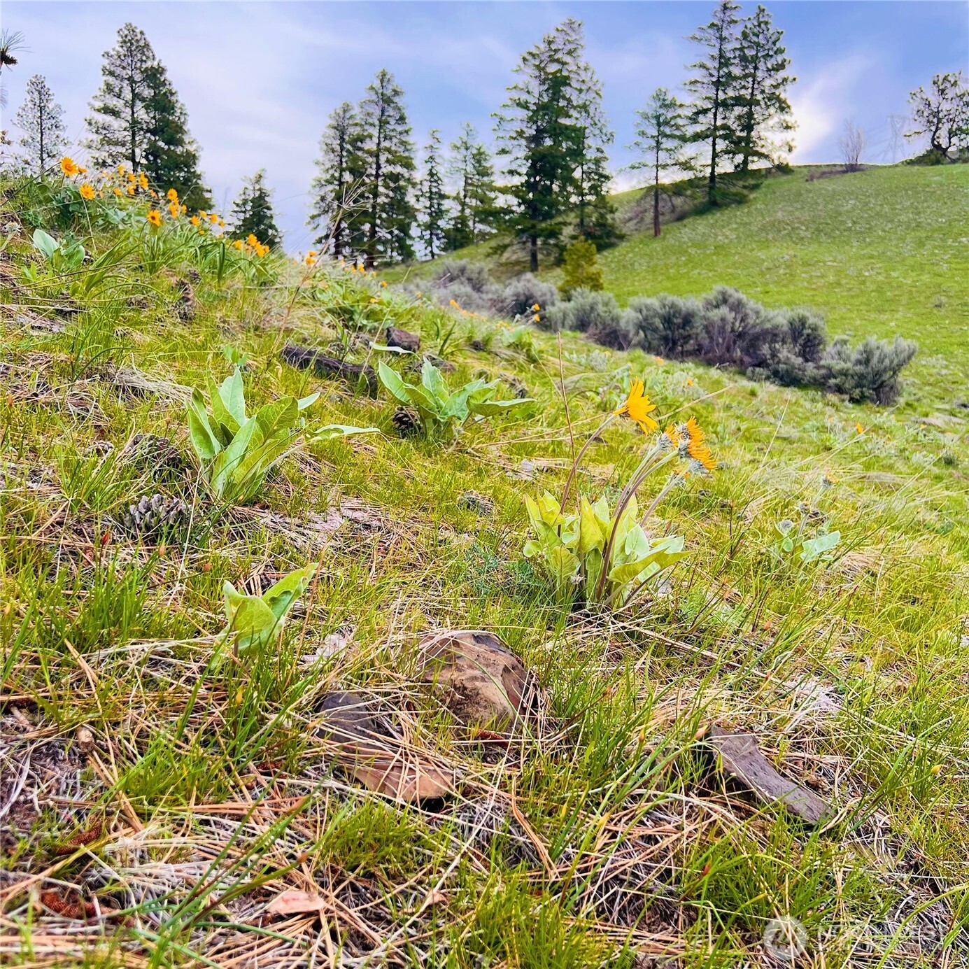 66 Coyote Lane , Waterville, WA 98843