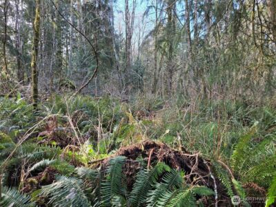 0 NKA Moore Road , Elma, WA 98541 - Photo 5