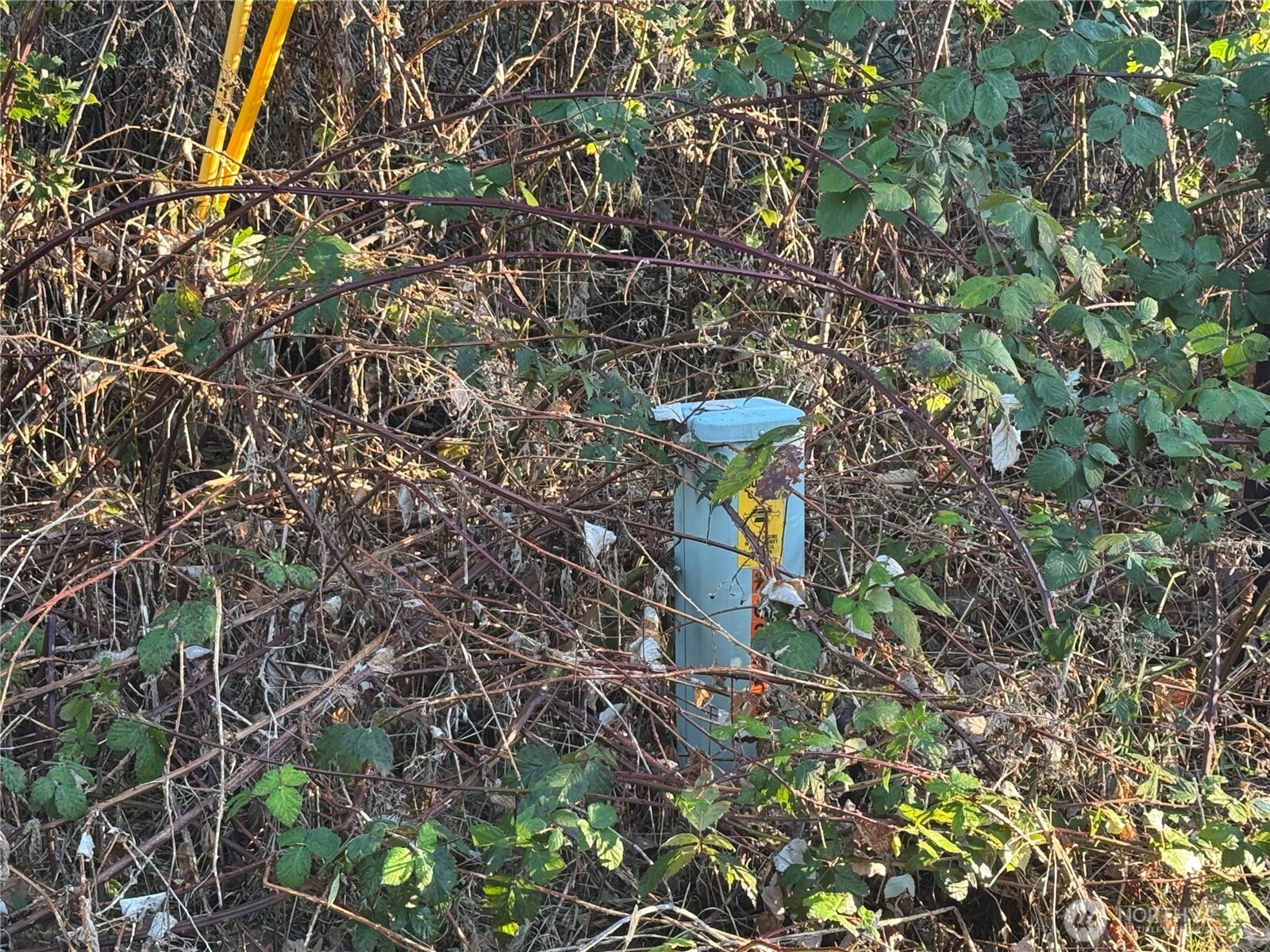 31319 555th Street E, Ashford, WA 98304