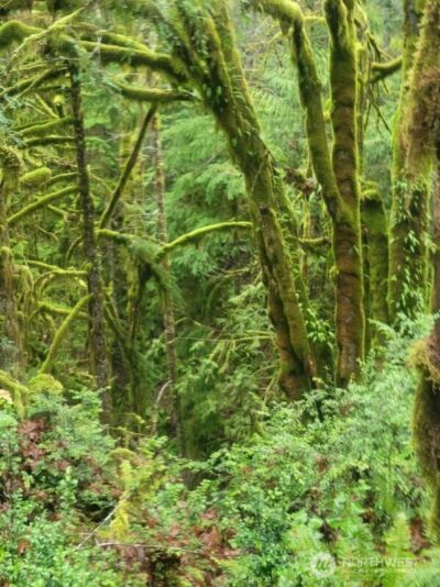 1 GD 2048 Rd , Union, WA 98592-9665 - Photo 3