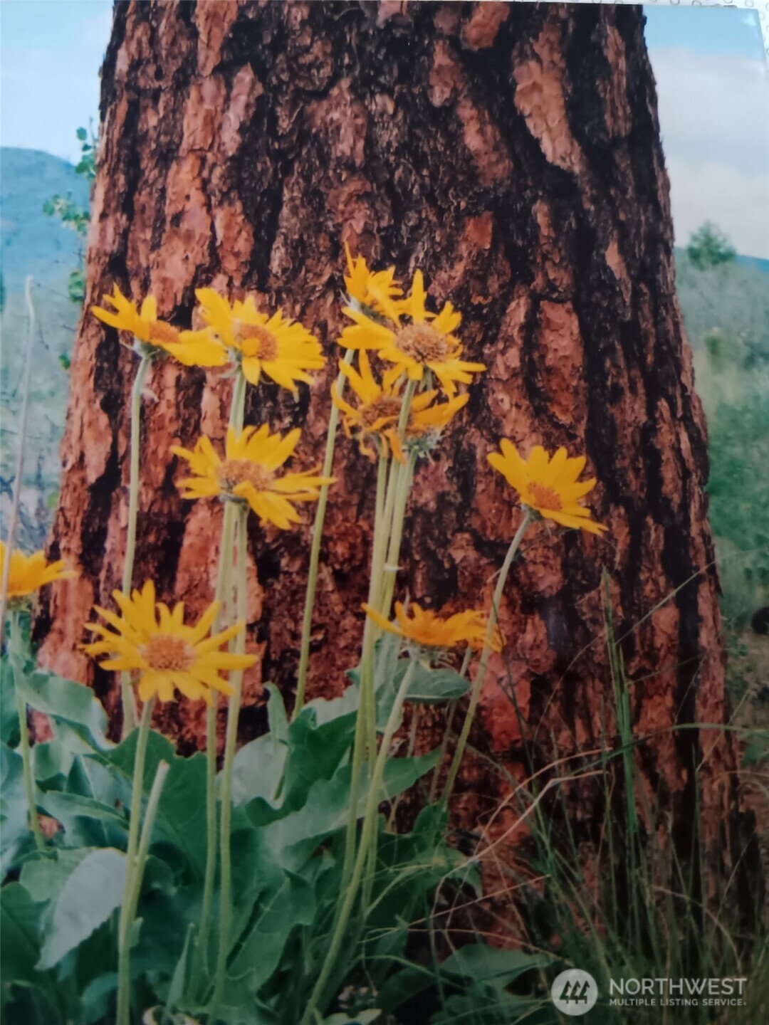 817 Bill Shaw Road , Methow, WA 98834