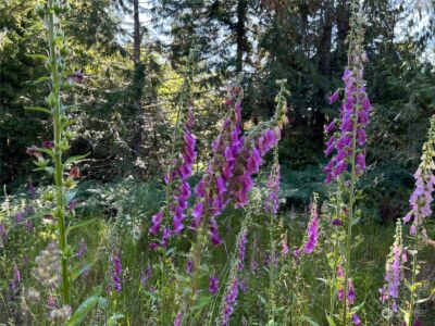 2 XXXX Mt Jupiter Road , Brinnon, WA 98376 - Photo 16