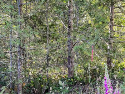 2 XXXX Mt Jupiter Road , Brinnon, WA 98376 - Photo 29