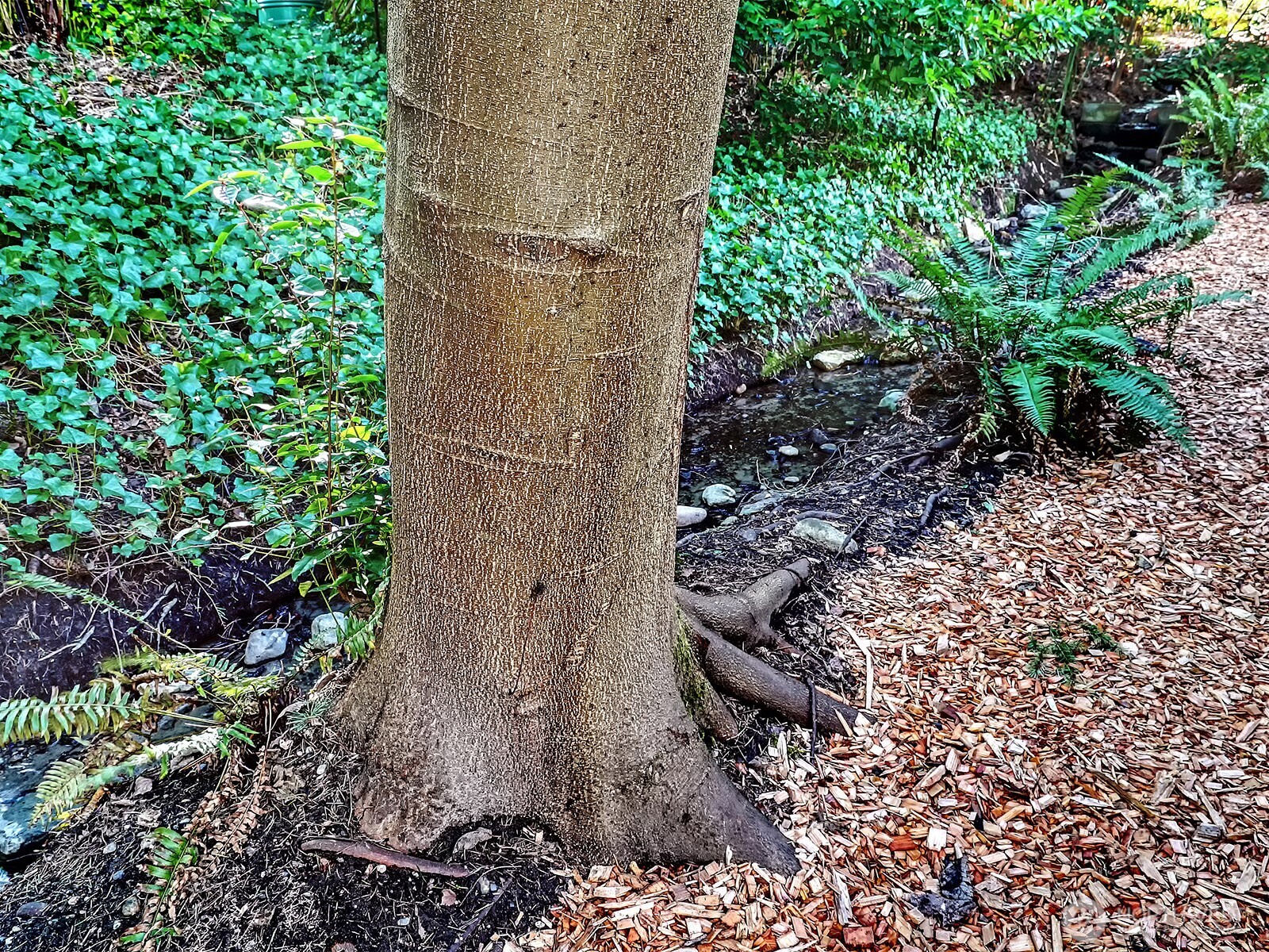 2337 NE 86th Street , Seattle, WA 98115-3317