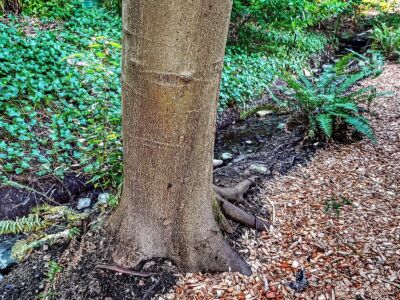 2337 NE 86th Street , Seattle, WA 98115-3317 - Photo 20