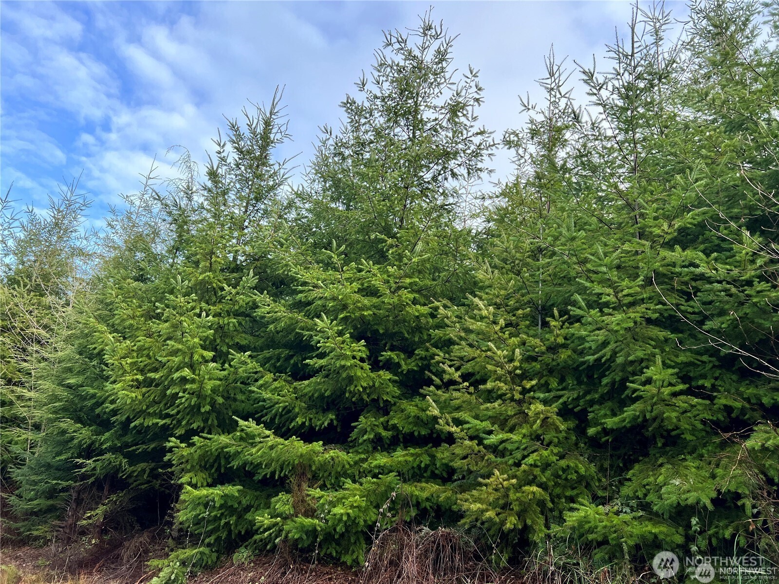 0 Hwy 101 , Cosmopolis, WA 98537