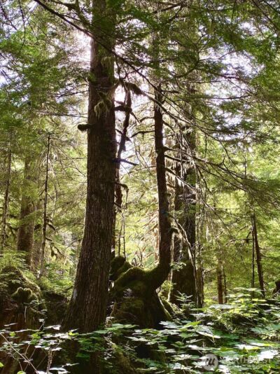 0 XX Mountain Loop Highway , Granite Falls, WA 98252 - Photo 11