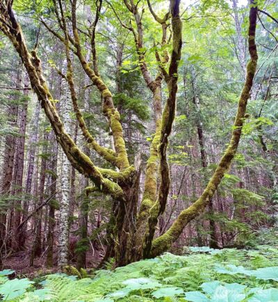 0 XX Mountain Loop Highway , Granite Falls, WA 98252 - Photo 9